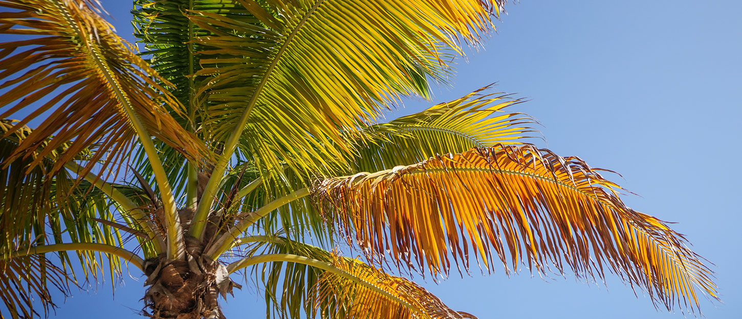 311 Caribbean Cruise